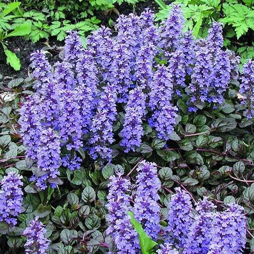 Ajuga Reptans ‘Braunherz’ (Bugle ‘Braunherz’)