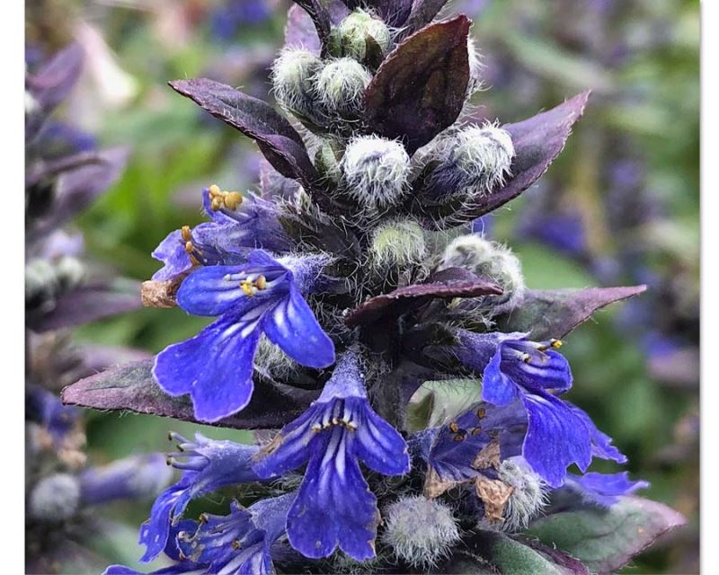 Ajuga reptans ‘Jungle Beauty’ (Bugleweed)