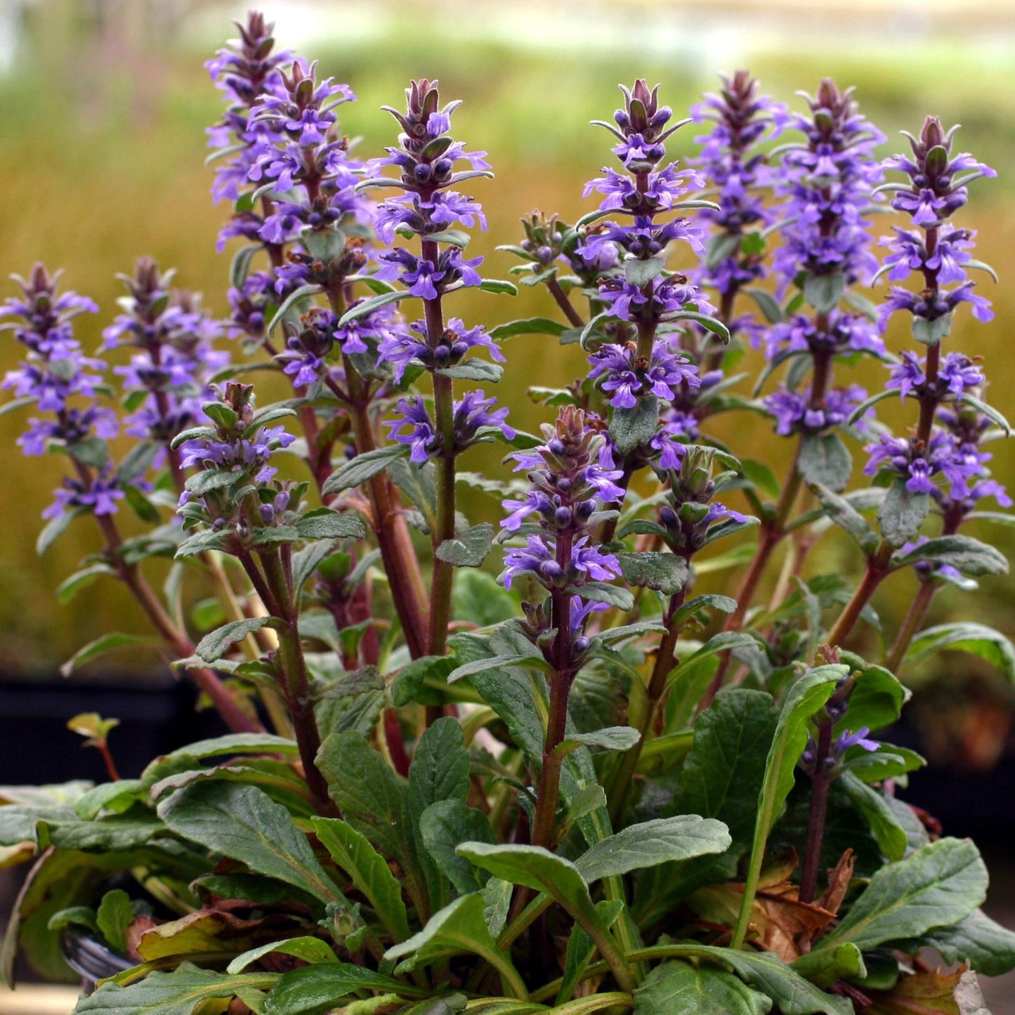 Ajuga Australis (Austral Bugle)