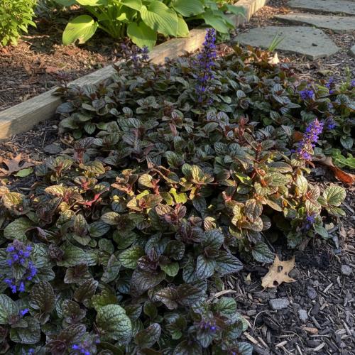 Ajuga Reptans ‘Atropurpurea’