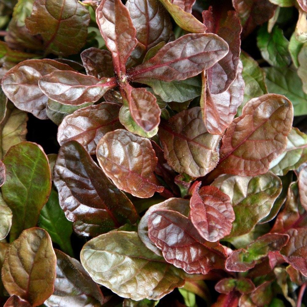 Ajuga Reptans ‘Atropurpurea’
