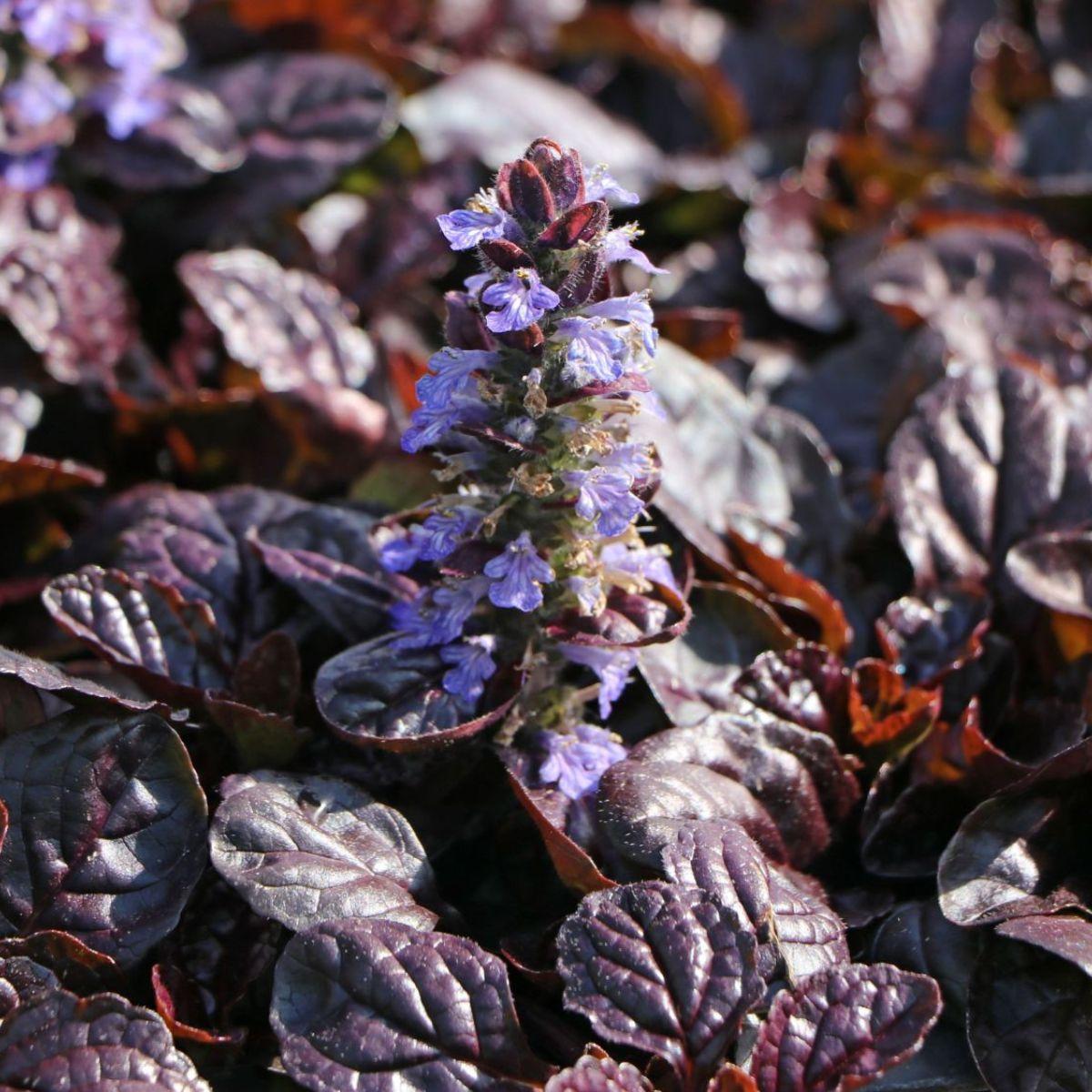 Ajuga Reptans ‘Atropurpurea’