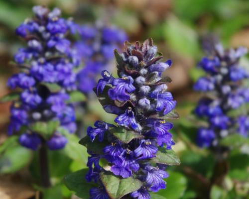 Ajuga Reptans ‘Atropurpurea’