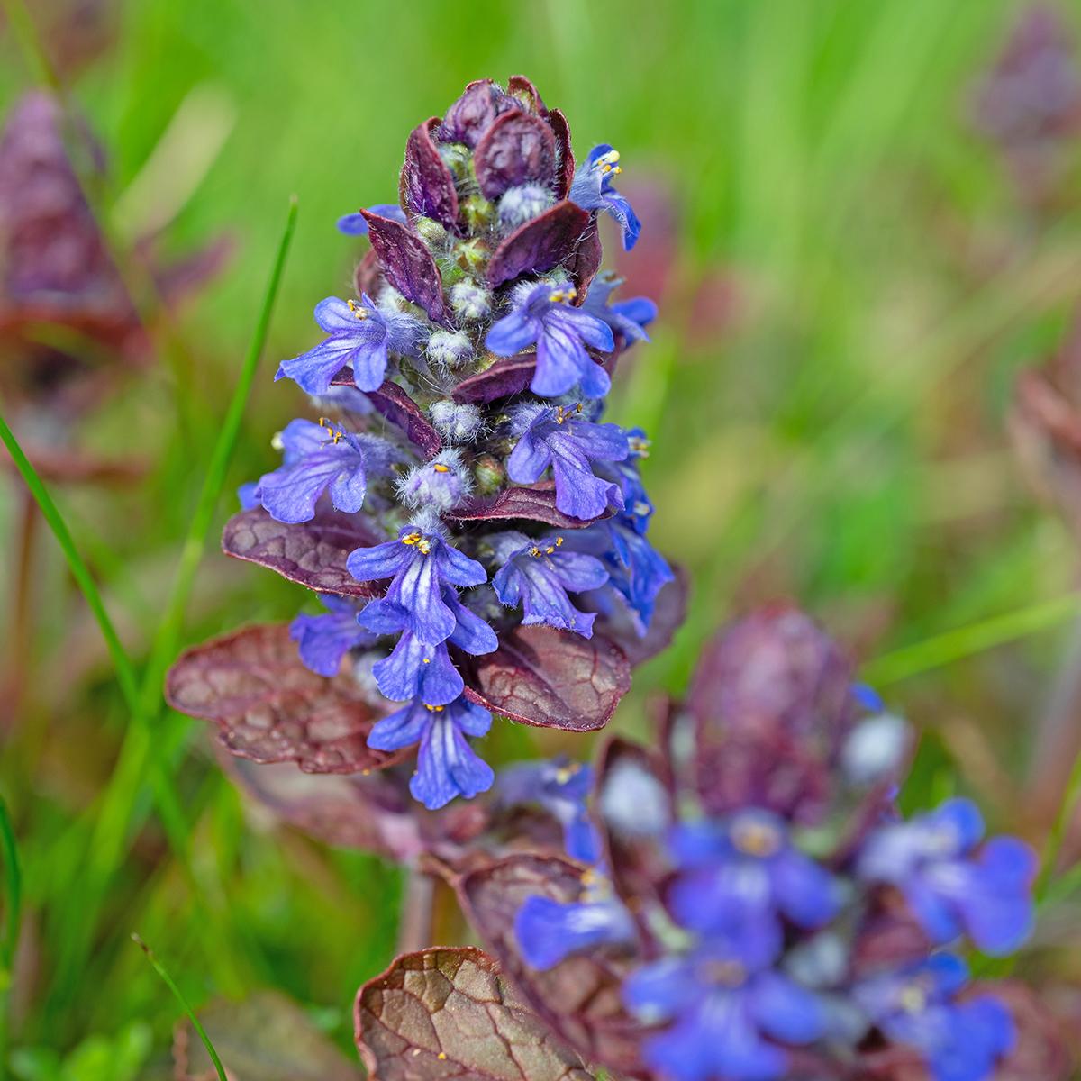 Ajuga Reptans ‘Atropurpurea’