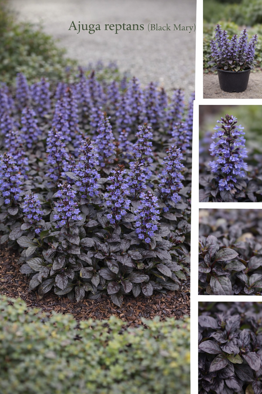 Ajuga Reptans (Black Mary)