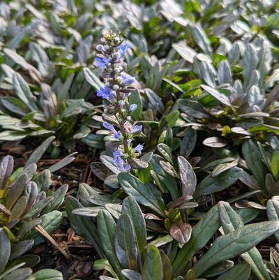 Ajuga Reptans ‘Chocolate Chip’ (Chocolate Chip Bugleweed)