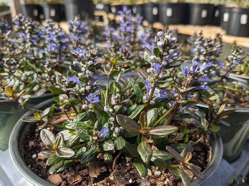 Ajuga Reptans ‘Chocolate Chip’ (Chocolate Chip Bugleweed)