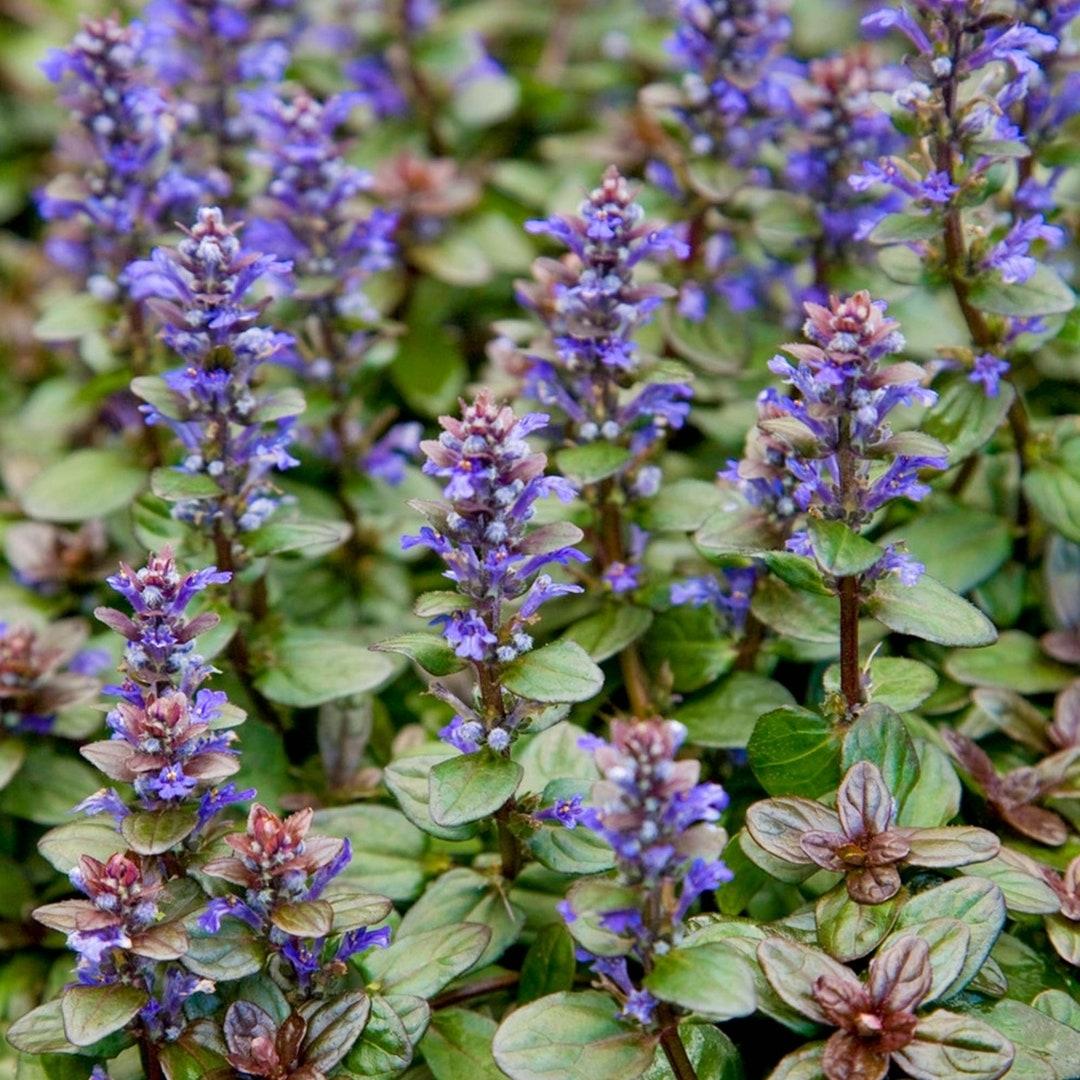 Ajuga Reptans ‘Chocolate Chip’ (Chocolate Chip Bugleweed)