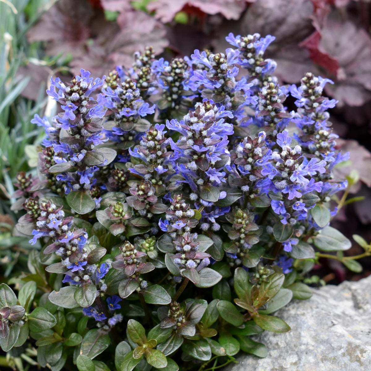 Ajuga Reptans ‘Chocolate Chip’ (Chocolate Chip Bugleweed)