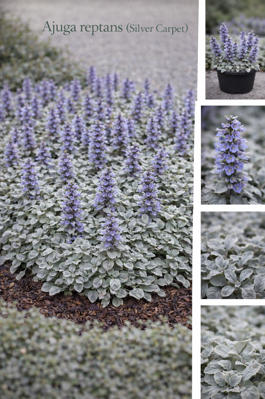 Ajuga Reptans (Silver Carpet)
