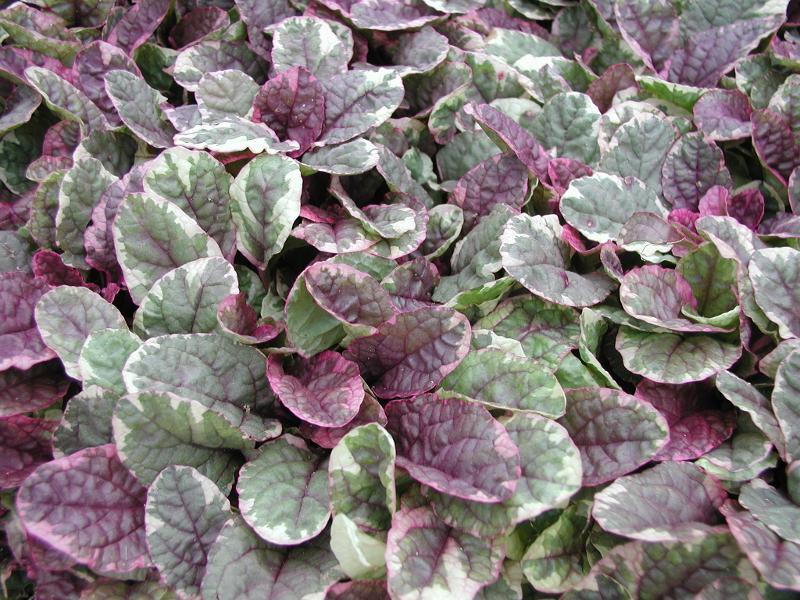 Ajuga Reptans 'Variegata' (Variegated Bugleweed)