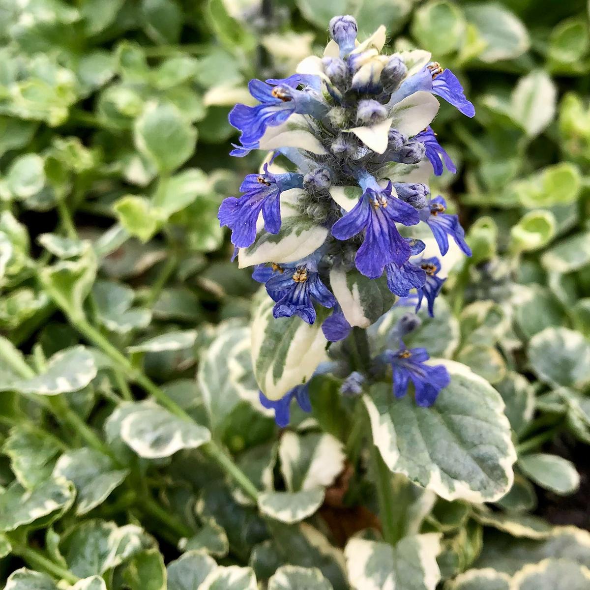 Ajuga Reptans 'Variegata' (Variegated Bugleweed)