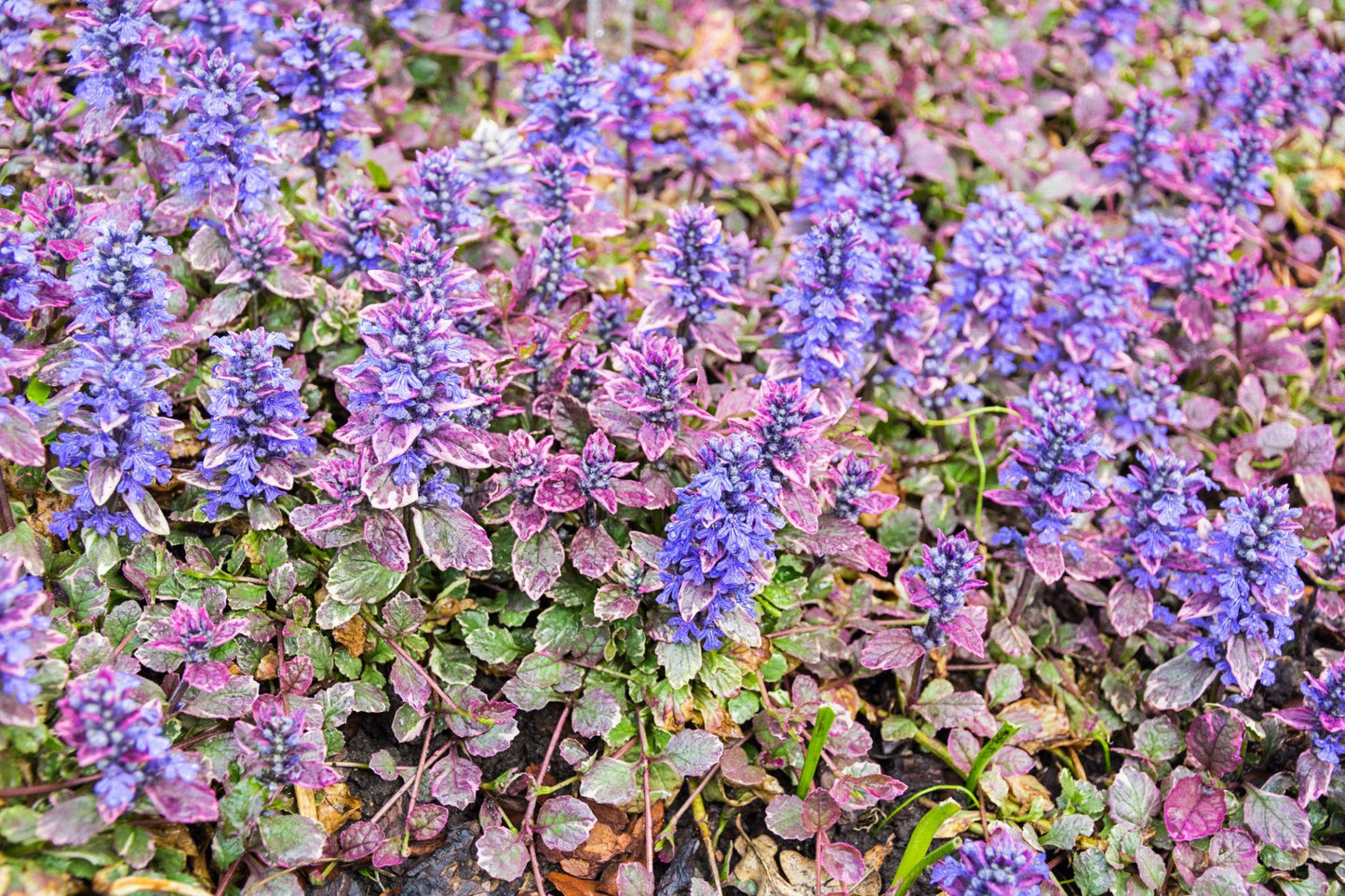 Ajuga Reptans 'Variegata' (Variegated Bugleweed)