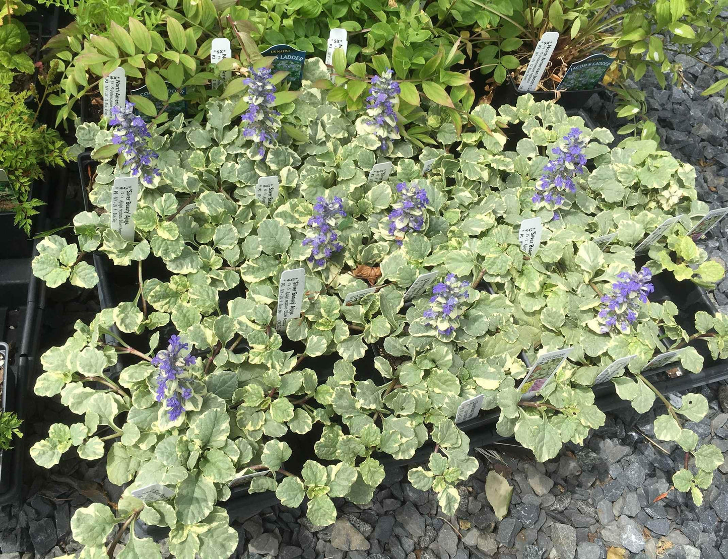 Ajuga Reptans 'Variegata' (Variegated Bugleweed)