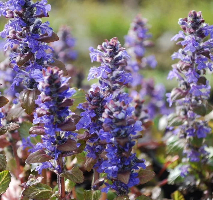 Ajuga Reptans ‘Braunherz’ (Bugle ‘Braunherz’)