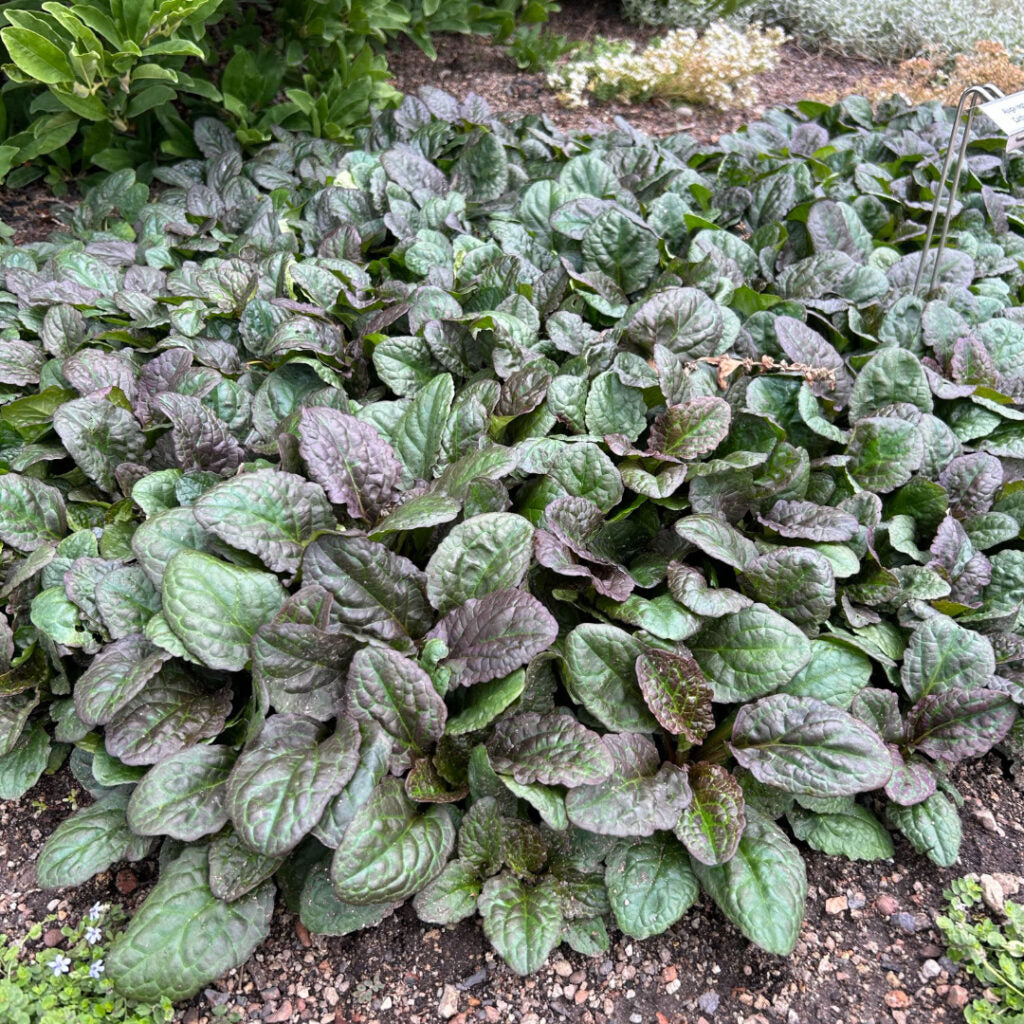 Ajuga 'Catlin's Giant' (Catlin's Giant Bugleweed)