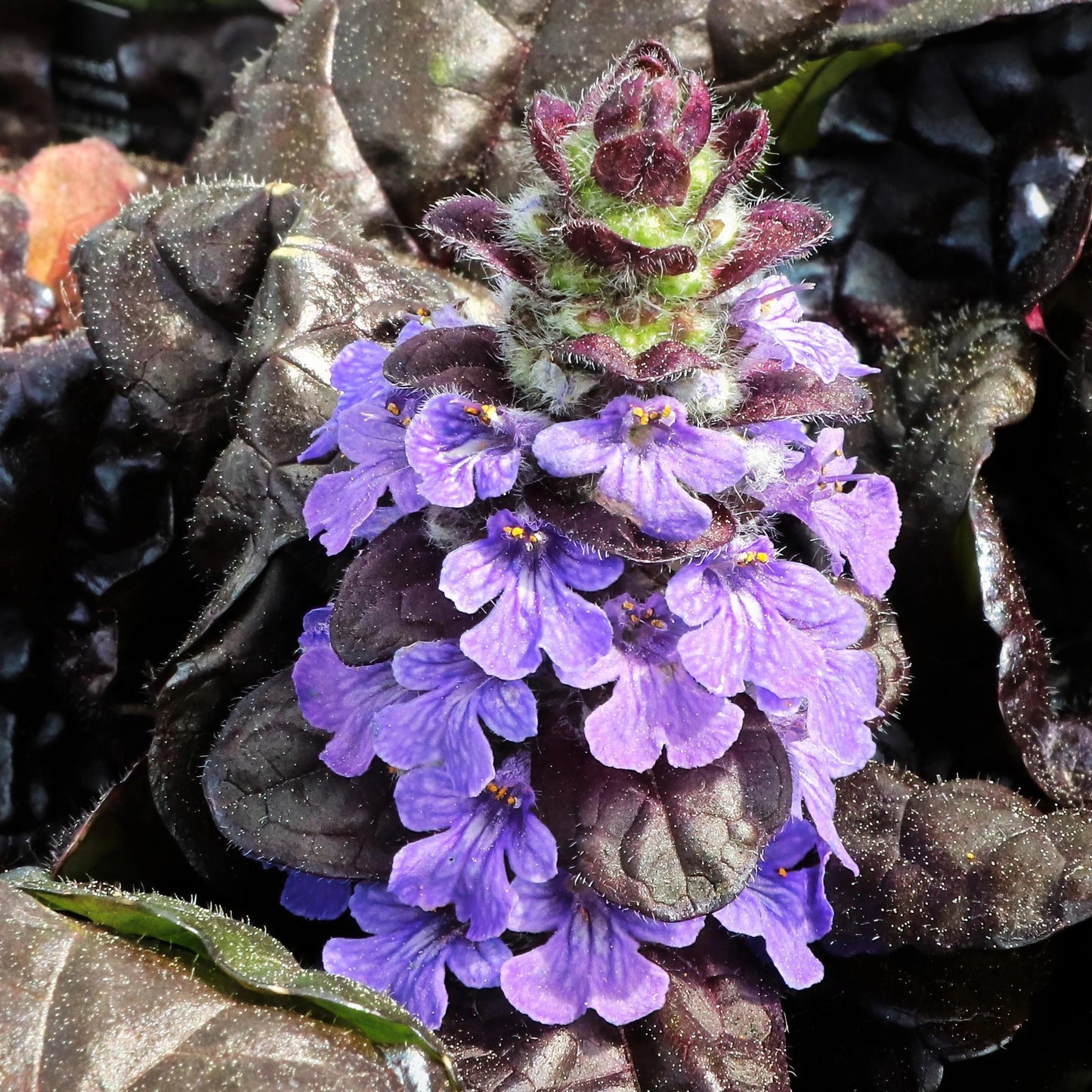 Ajuga Reptans (Black Mary)