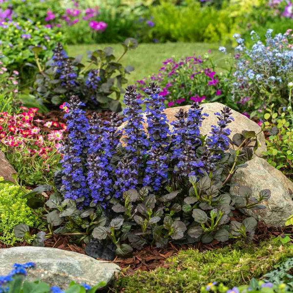 Ajuga Reptans (Black Mary)