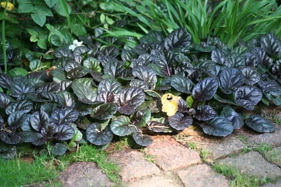 Ajuga Reptans (Black Mary)