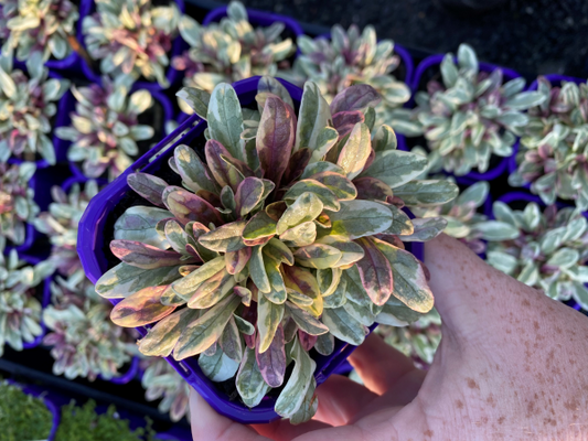 Ajuga Tenorii ‘Princess Nadia’ (Princess Nadia Bugleweed)