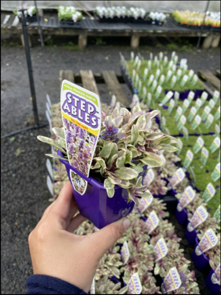 Ajuga Tenorii ‘Princess Nadia’ (Princess Nadia Bugleweed)