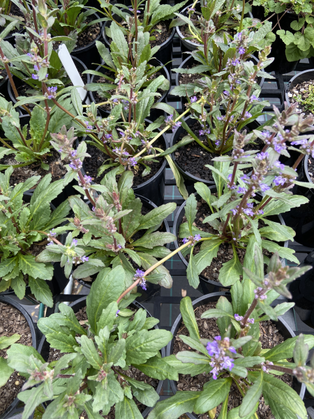 Ajuga Australis (Austral Bugle)
