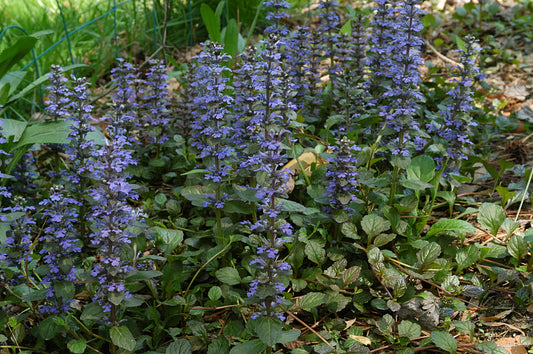 Ajuga reptans 'Purpurea' (Purple Bugleweed)