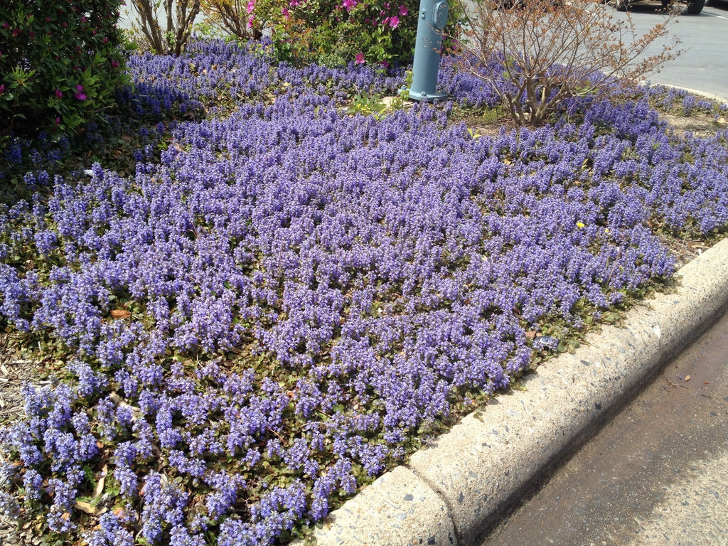 Ajuga Reptans (Bugleweed)