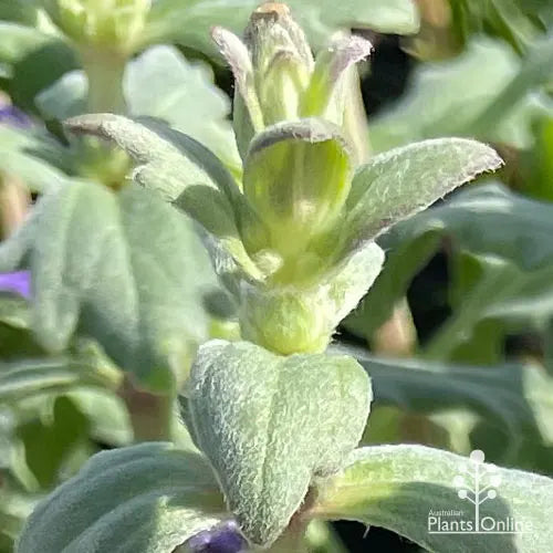Ajuga Australis (Austral Bugle)