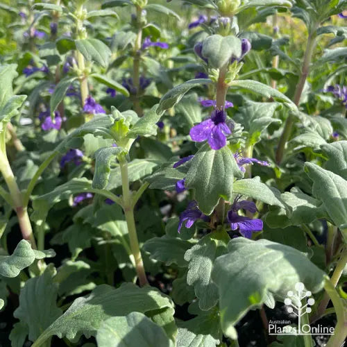 Ajuga Australis (Austral Bugle)
