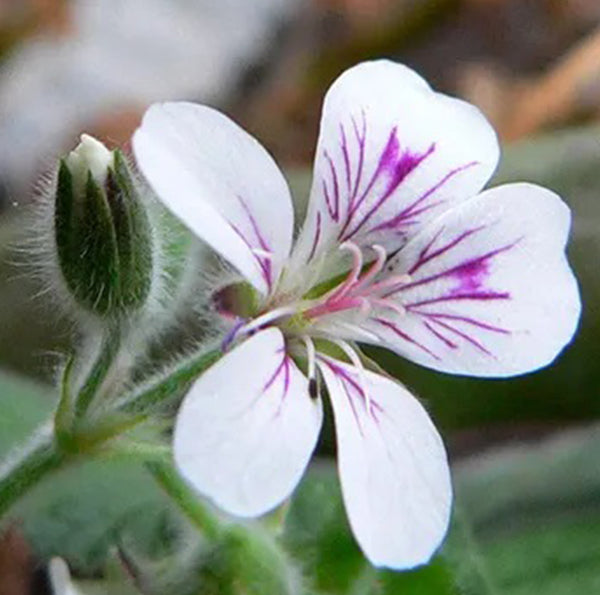 Ajuga Australis (Austral Bugle)