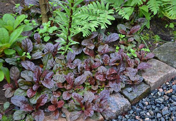 Ajuga Reptans 'Purpurea' (Purple Bugleweed)
