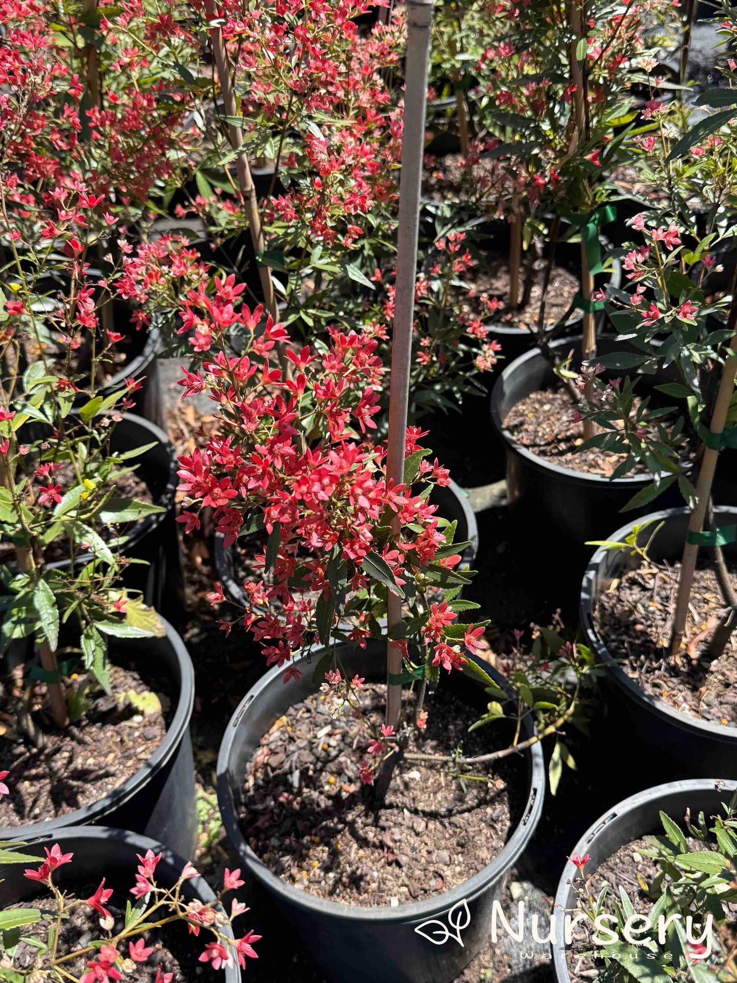 Ceratopetalum Gummiferum Albery’s Red (NSW Christmas Bush - Undersized)