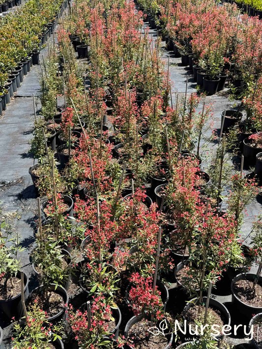 Ceratopetalum Gummiferum Albery’s Red (NSW Christmas Bush - Undersized)