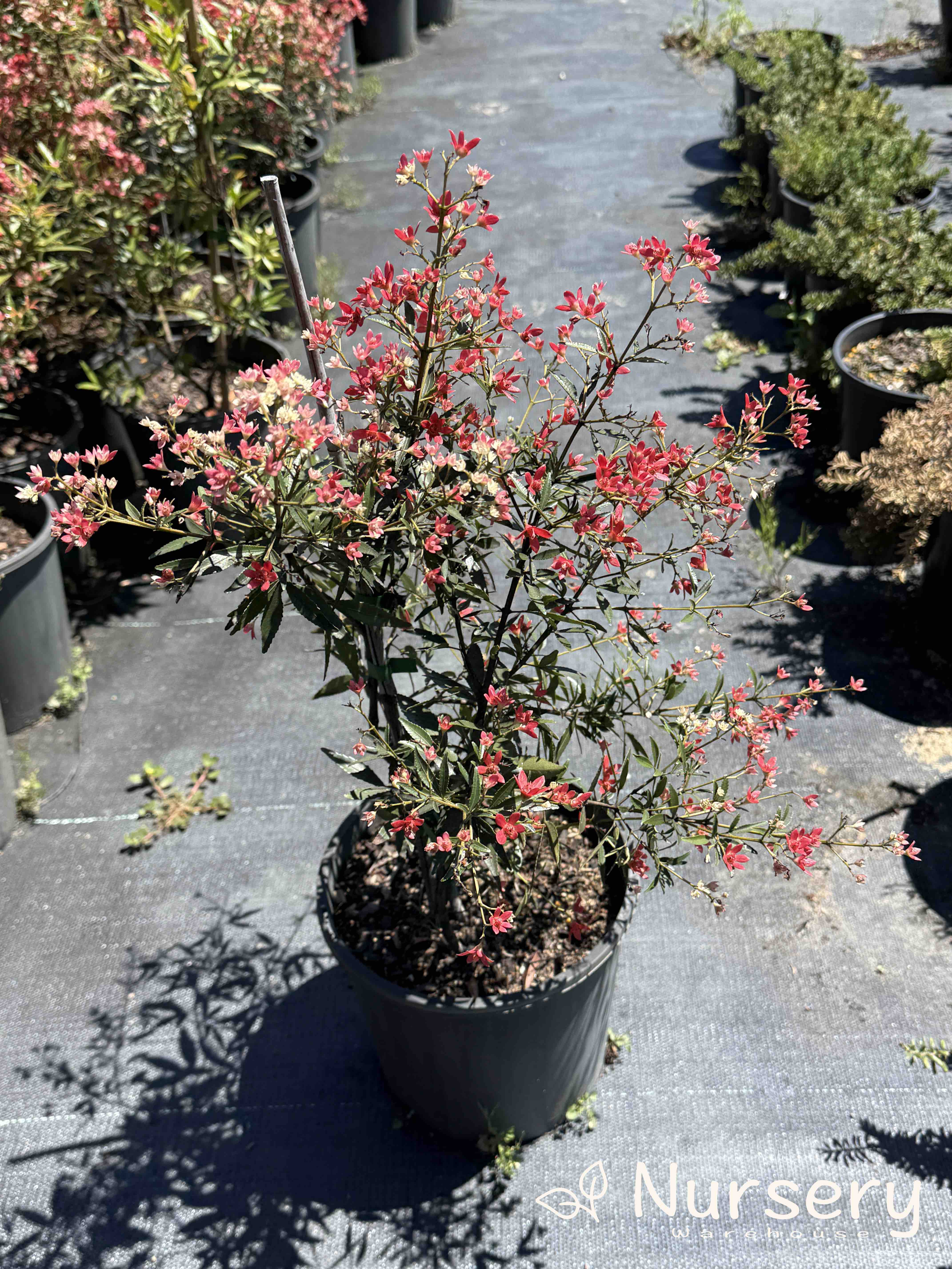 Ceratopetalum Gummiferum Albery’s Red (NSW Christmas Bush - Undersized)