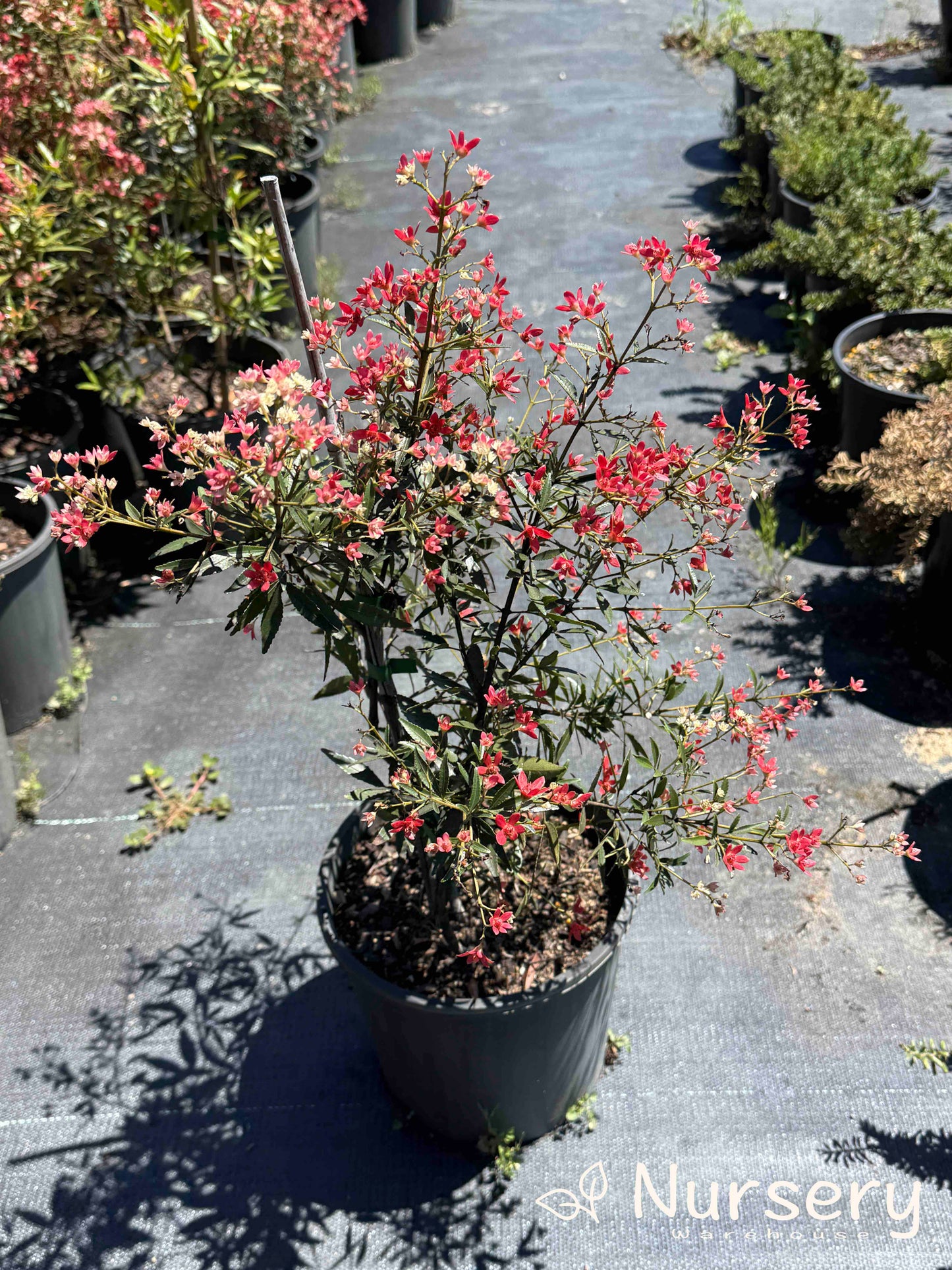 Ceratopetalum Gummiferum Albery’s Red (NSW Christmas Bush - Undersized)
