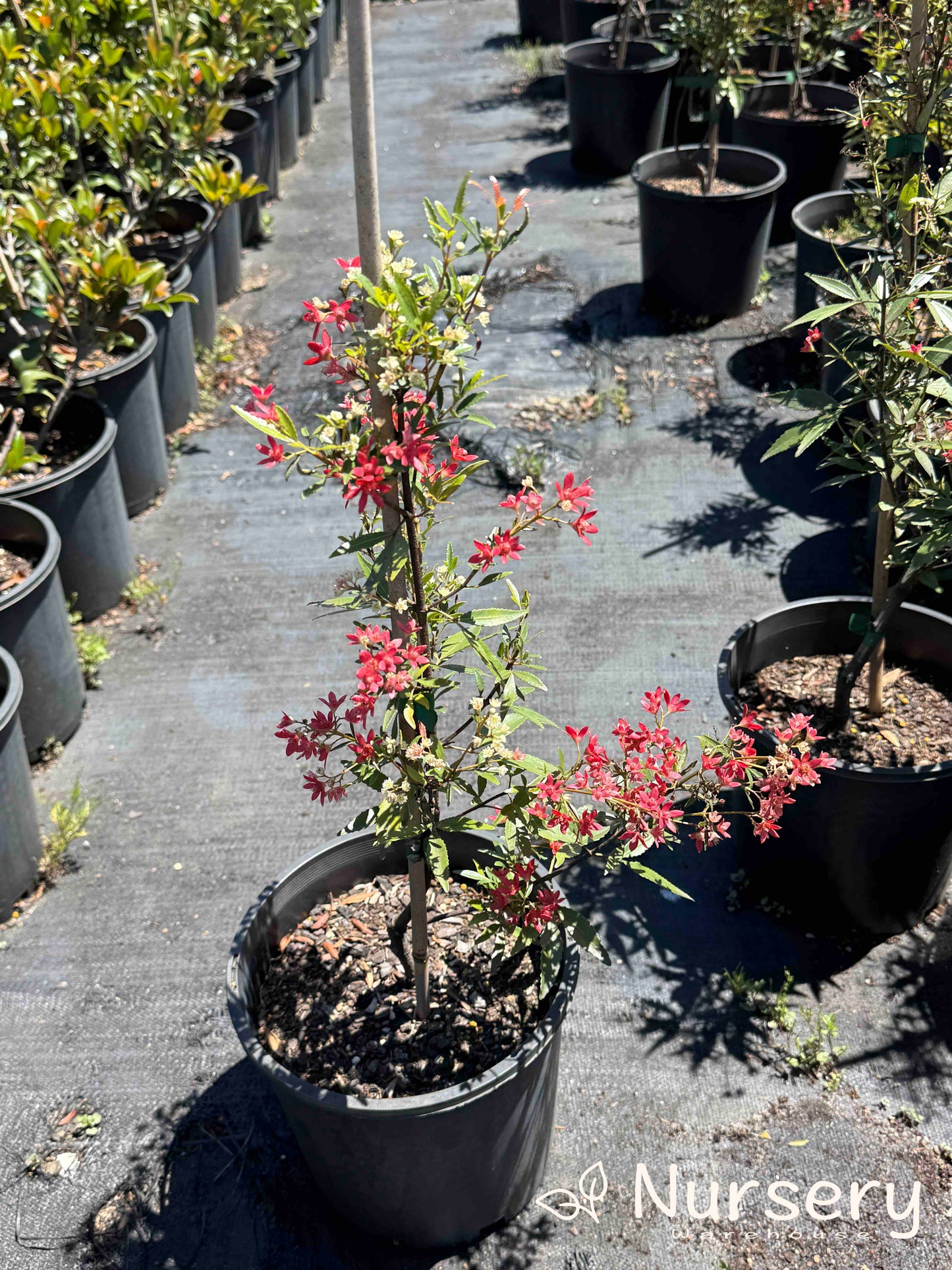 Ceratopetalum Gummiferum Albery’s Red (NSW Christmas Bush - Undersized)