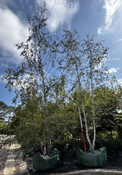 Betula Pendula ‘Alba’ (Silver Birch)