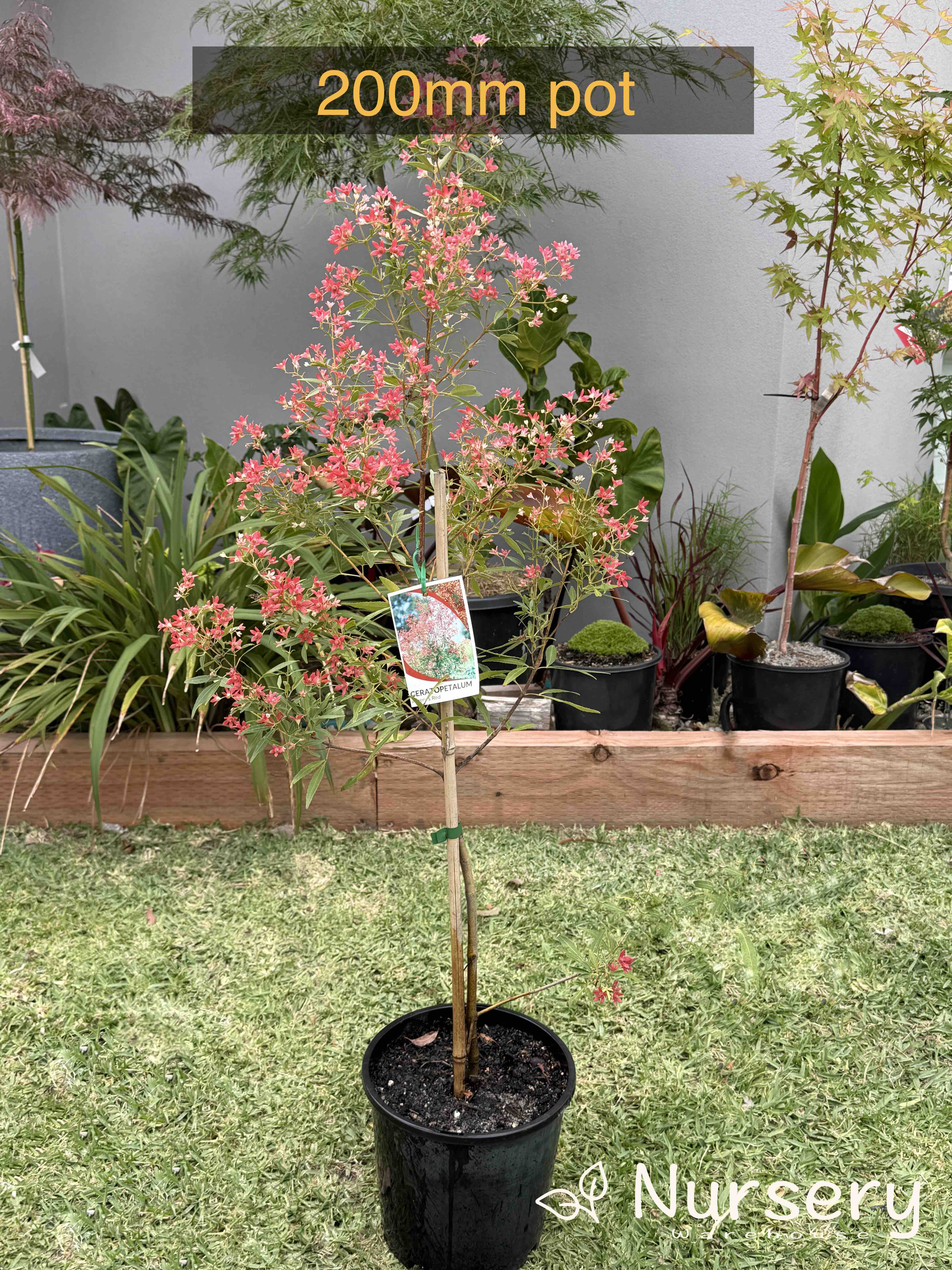 Ceratopetalum Gummiferum Albery’s Red (NSW Christmas Bush)