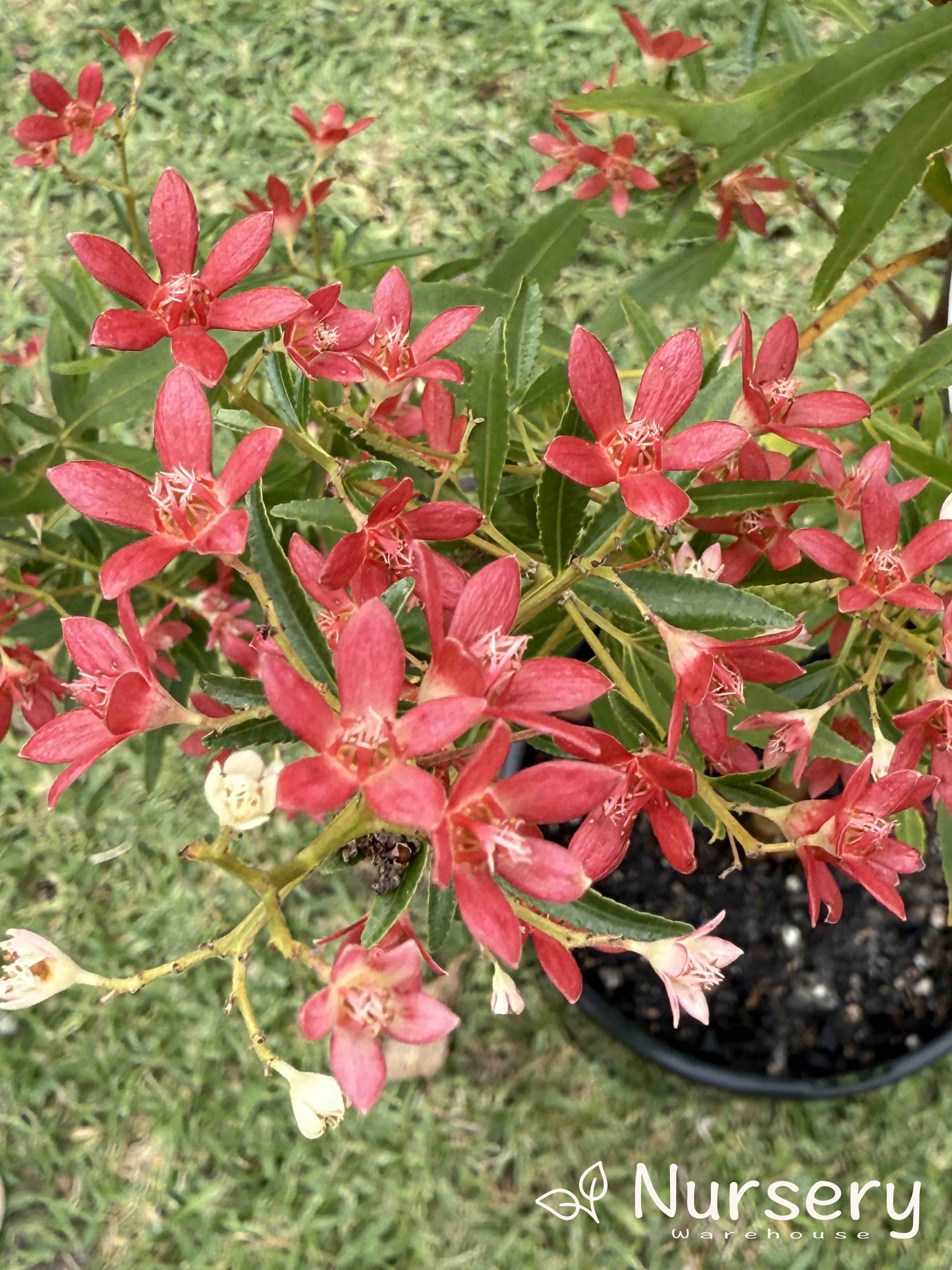 Ceratopetalum Gummiferum Albery’s Red (NSW Christmas Bush)