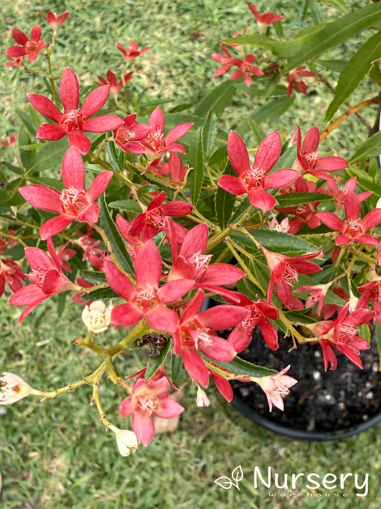 Ceratopetalum Gummiferum Albery’s Red (NSW Christmas Bush)