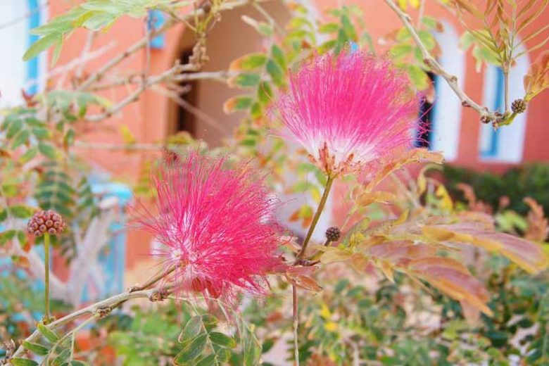 Albizia julibrissin (Pink Silk Tree)