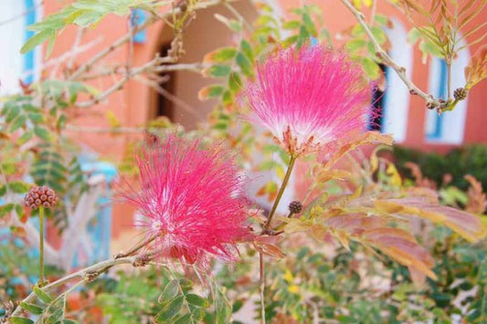 Albizia julibrissin (Pink Silk Tree)
