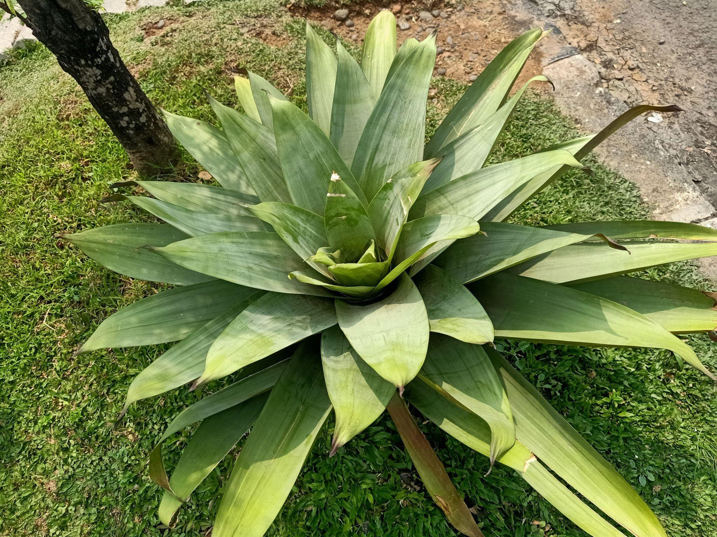 Alcantarea Imperialis (Imperial Bromeliad)
