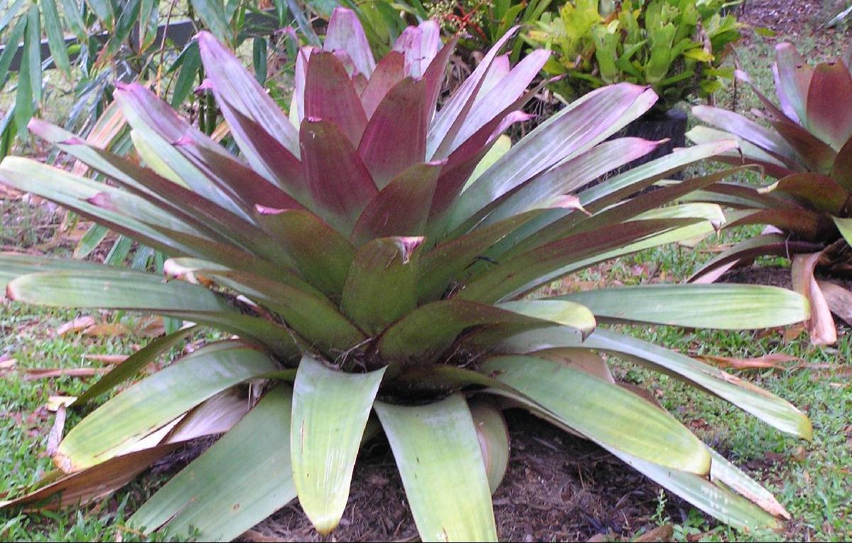 Alcantarea Imperialis (Imperial Bromeliad)
