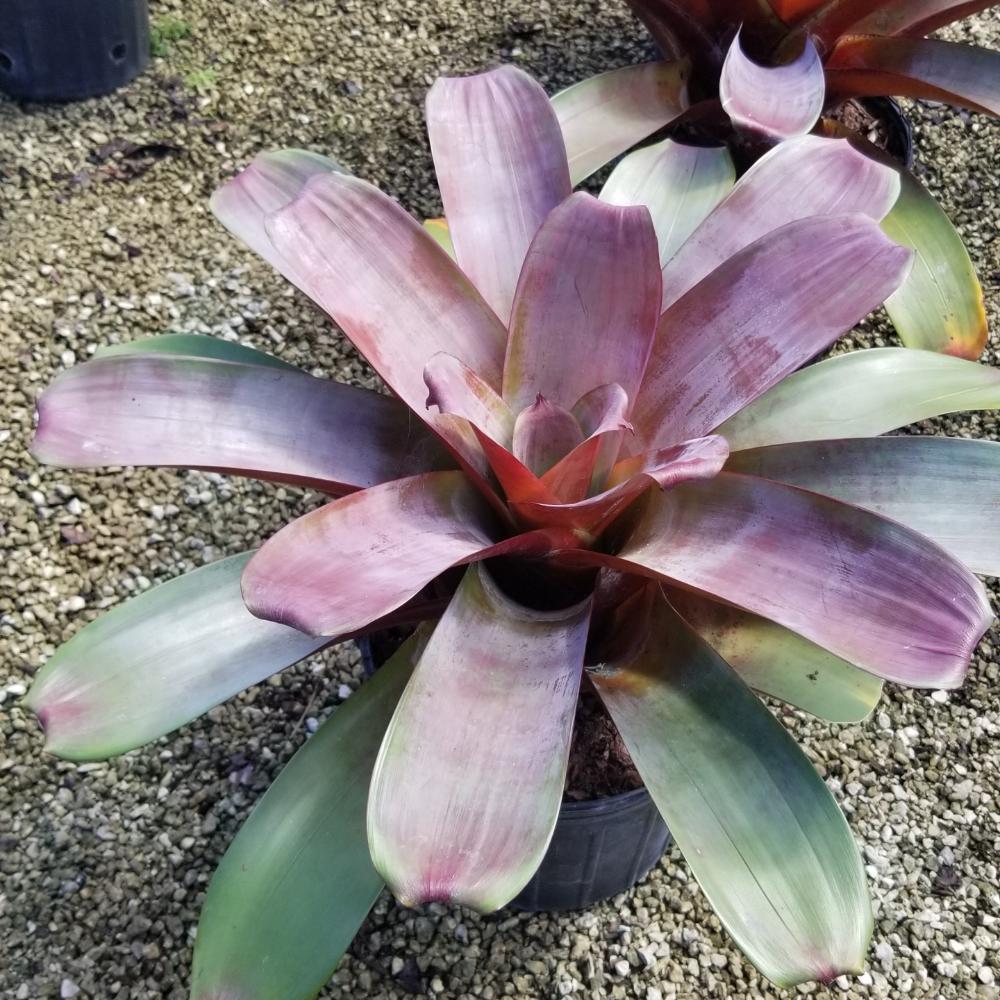 Alcantarea 'Julietta' (Julietta Bromeliad)