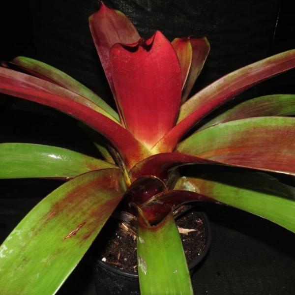 Alcantarea 'Julietta' (Julietta Bromeliad)