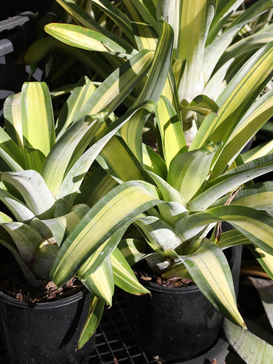 Alcantarea 'Sunshine' (Sunshine Bromeliad)