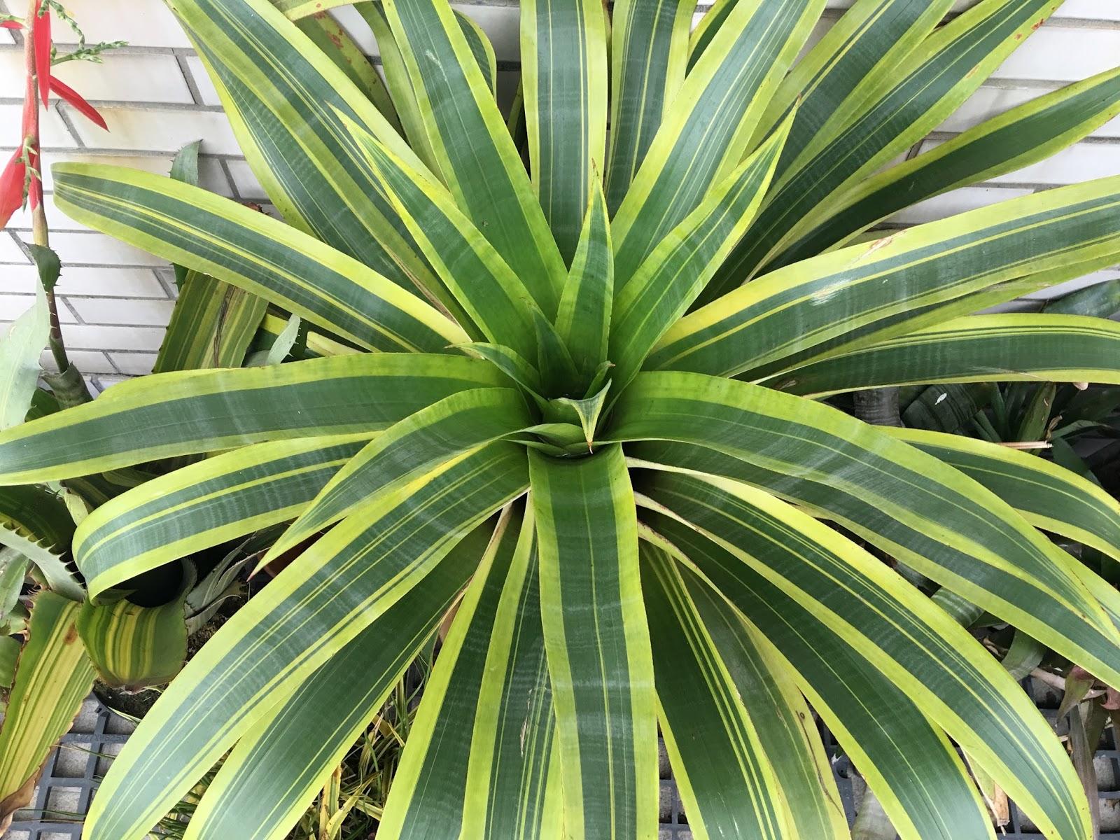 Alcantarea 'Sunshine' (Sunshine Bromeliad)