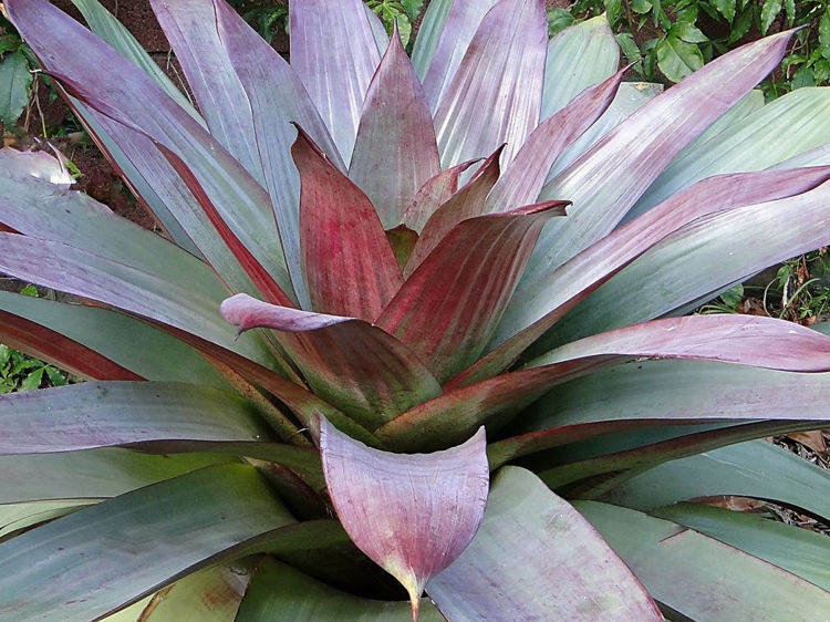 Alcantarea imperialis 'Rubra' (Bromeliad)